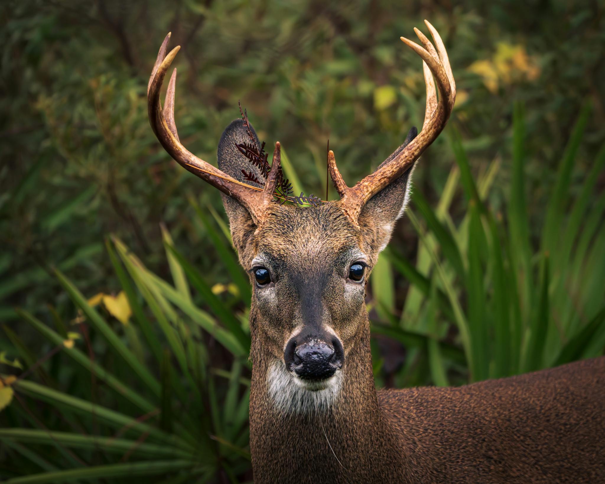 Detailed close-up of a white-tailed deer in its natural forest habitat.