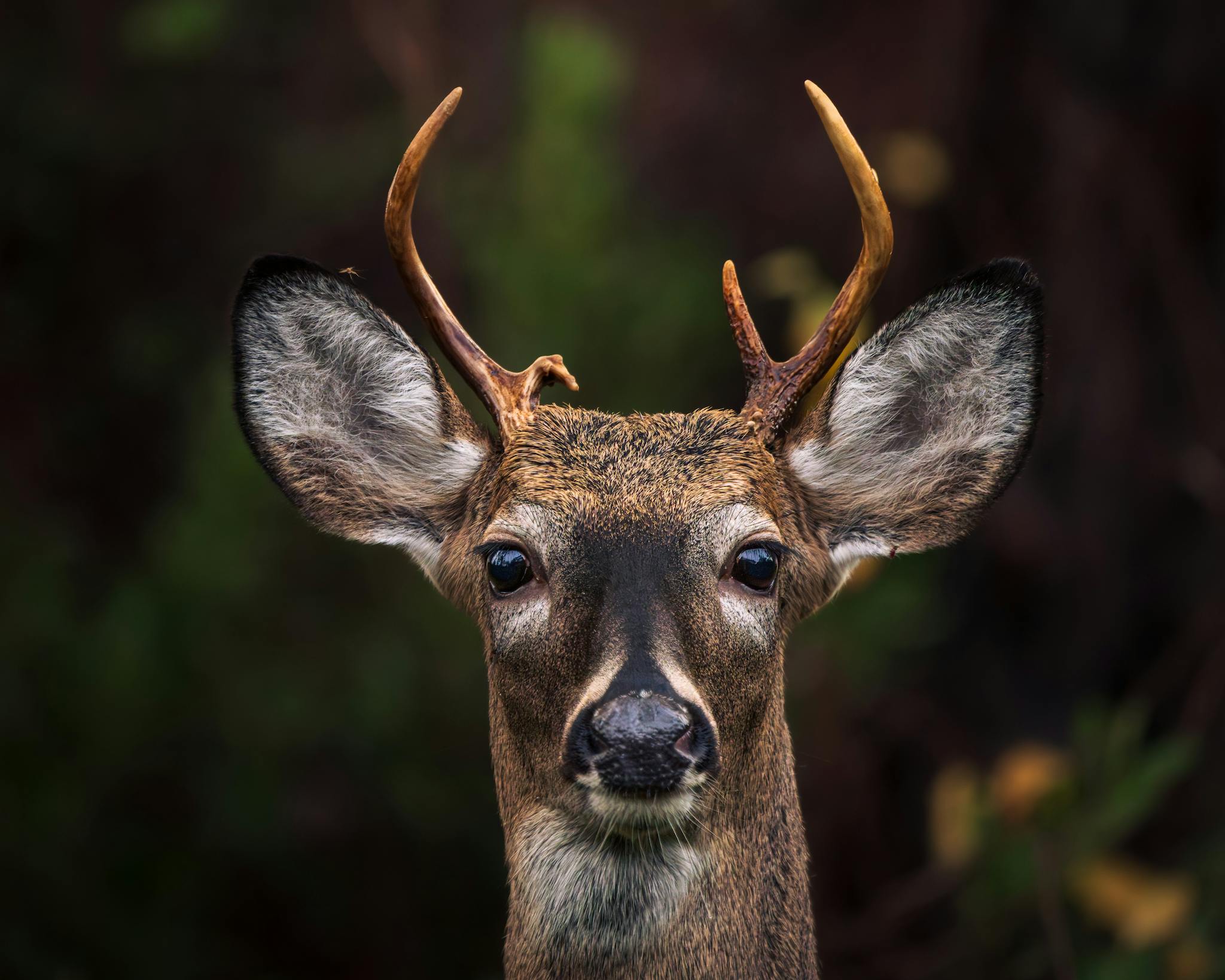 A detailed close-up portrait of a young deer with antlers, set against a natural background.