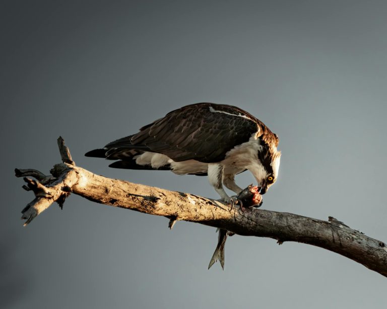 A majestic osprey perches on a tree branch, feeding on fish against a clear sky.