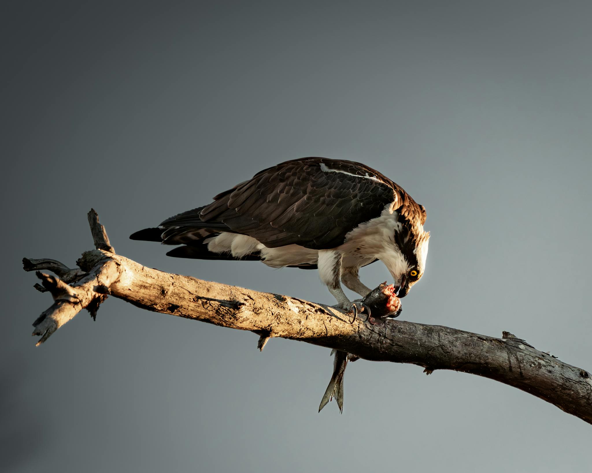 A majestic osprey perches on a tree branch, feeding on fish against a clear sky.