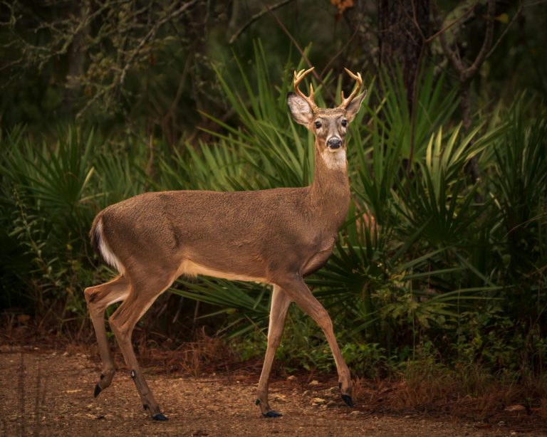 A white-tailed deer standing in a vibrant forest, showcasing its natural habitat.