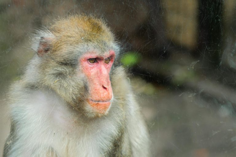 Close-up image of a Japanese Macaque in a zoo setting, displaying unique facial features.