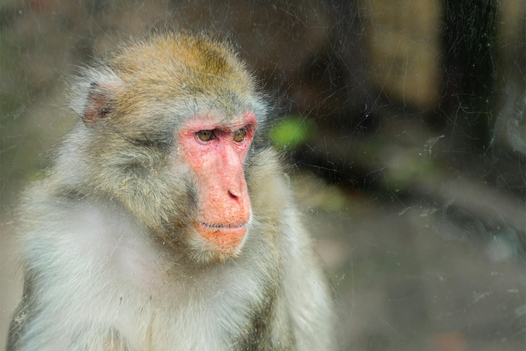 Close-up image of a Japanese Macaque in a zoo setting, displaying unique facial features.