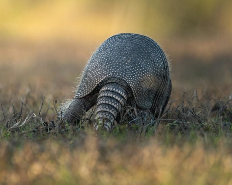 Close-up of an armadillo foraging in a field during daylight.