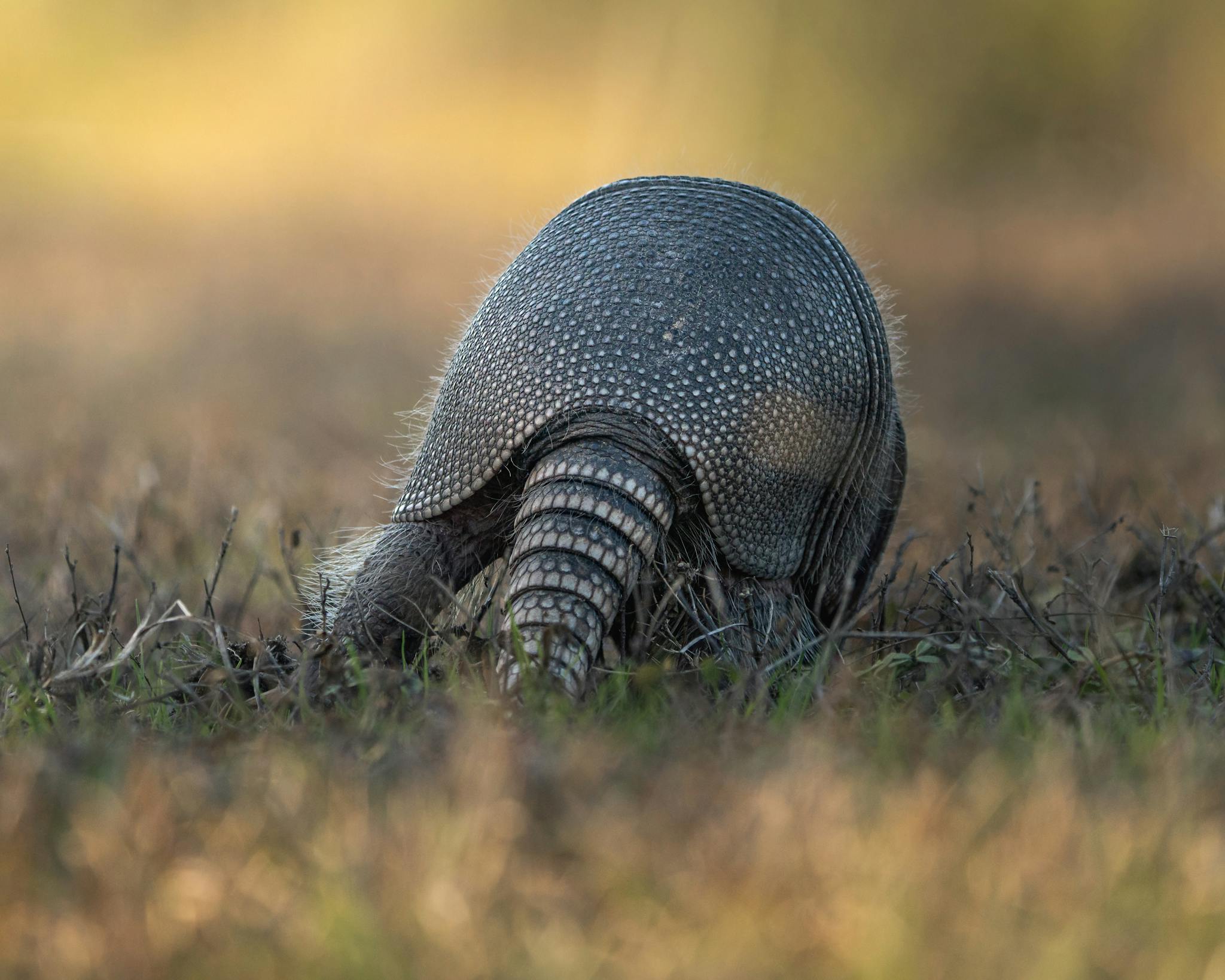 Close-up of an armadillo foraging in a field during daylight.