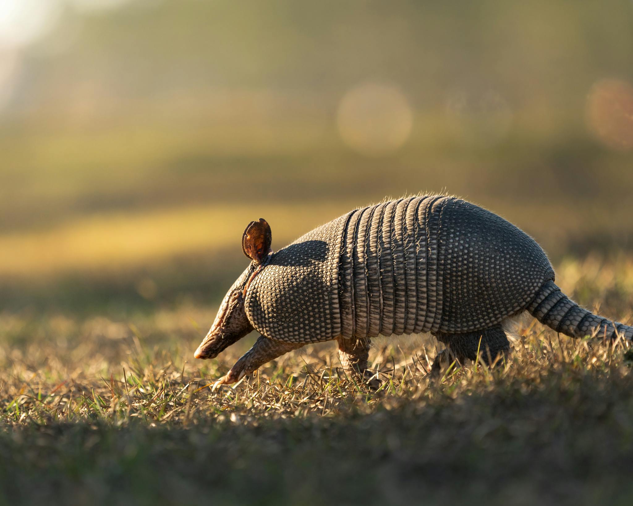 Nine-banded armadillo walking through a grassy field with warm evening light.